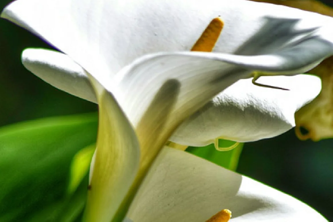 Weiße Calla-Lilie